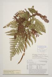 Microlepia strigosa. Herbarium specimen of a fertile frond from Mt Wellington, Auckland, WELT P026697.
 Image: J.R.A. Wilson-Davey © Te Papa 2017 CC BY-NC 3.0 NZ